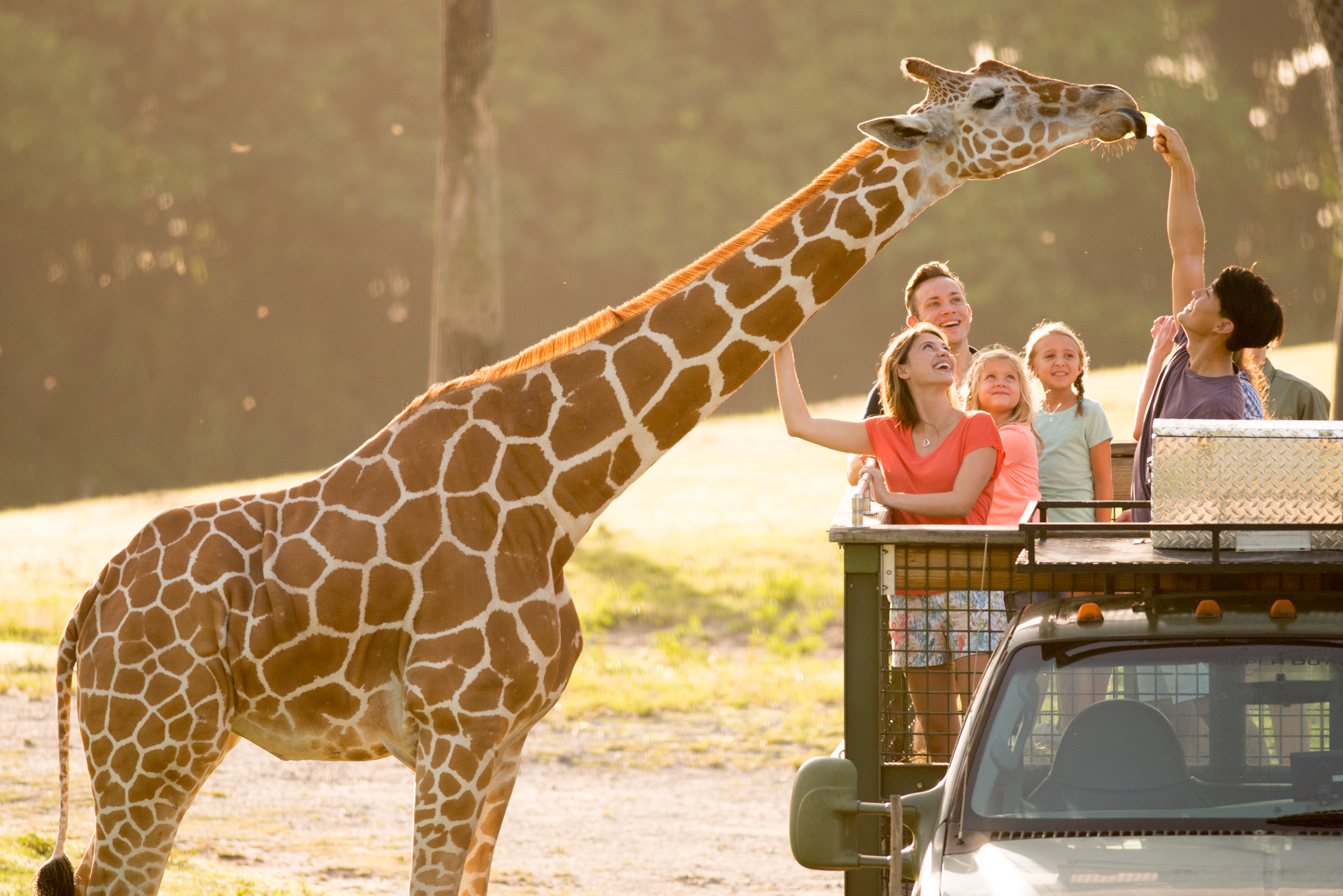 Serengeti Safari