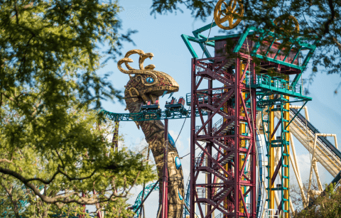 Cobra's Curse roller coaster at Busch Gardens Tampa Bay