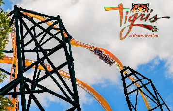 Tigris at Busch Gardens Tampa Bay
