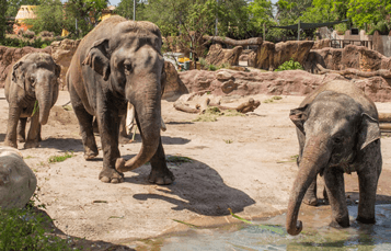 Elephant Insider Tour at Busch Gardens Tampa Bay