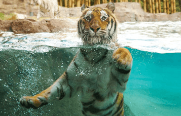 Tiger Insider Tour at Busch Gardens Tampa Bay