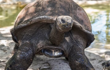 Busch Gardens Tampa bay tortoise tour
