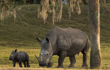 Rhino Endangered Species Tour