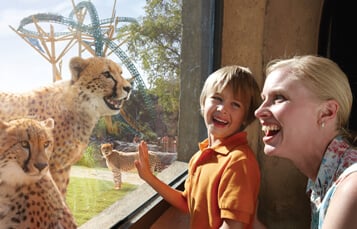 Book an Kids Free Vacation Package at Busch Gardens Tampa Bay