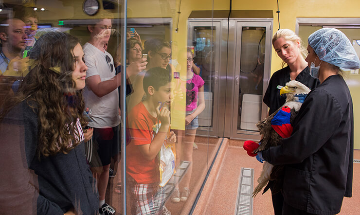 Visit the Animal Care Center at Busch Gardens Tampa Bay