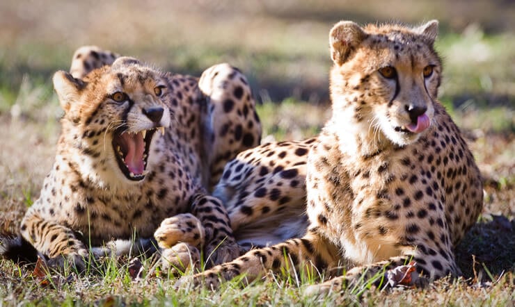 Cheetahs at Busch Gardens Tampa Bay