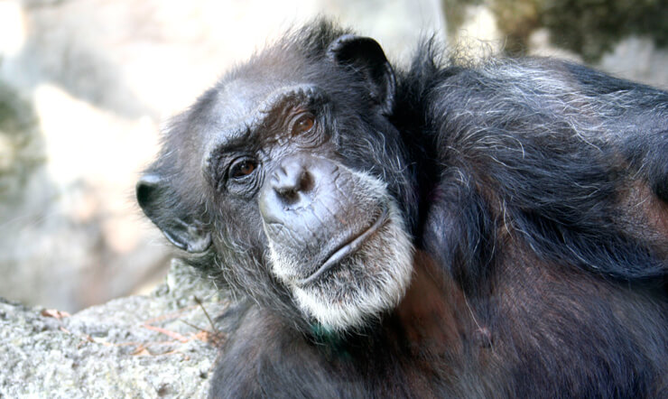 Visit Chimpanzees at Busch Gardens Tampa Bay