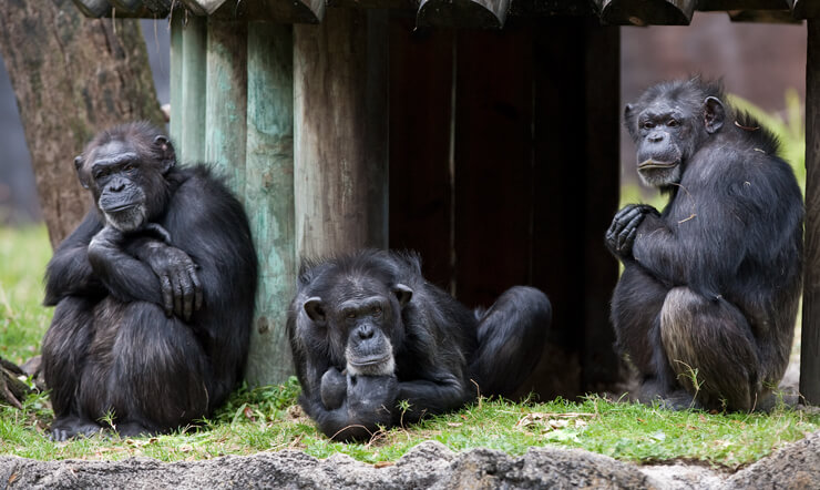 Visit Chimpanzees at Busch Gardens Tampa Bay