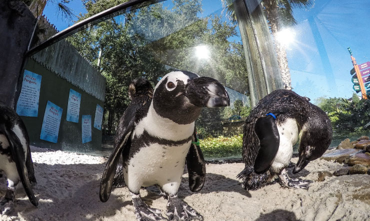 Penguins at Busch Gardens Tampa Bay