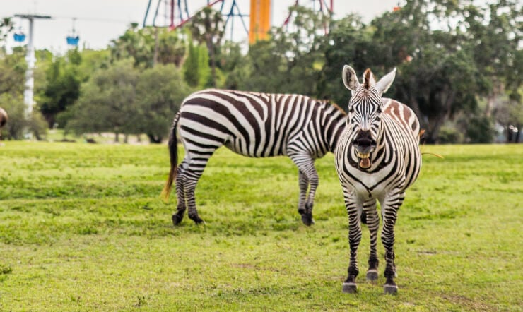 See Zebras at Busch Gardens Tampa Bay