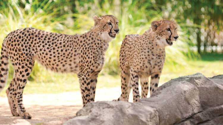 Cheetahs at Busch Gardens Tampa Bay