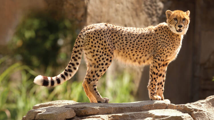 Cheetahs at Busch Gardens Tampa Bay
