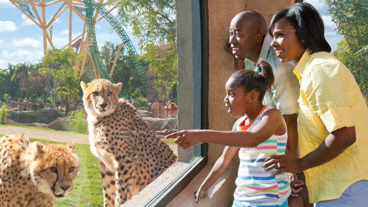 Cheetahs at Busch Gardens Tampa Bay