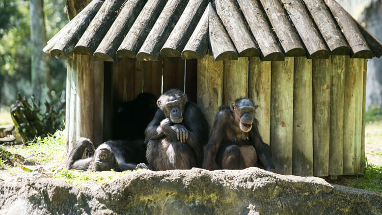 Chimpanzees at Busch Gardens Tampa Bay