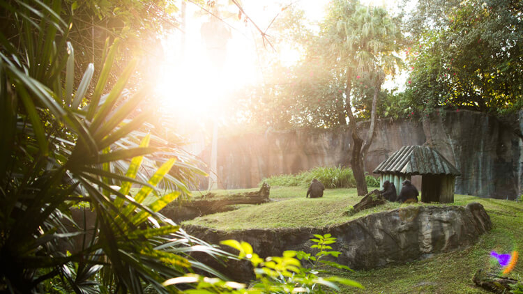Chimpanzees at Busch Gardens Tampa Bay