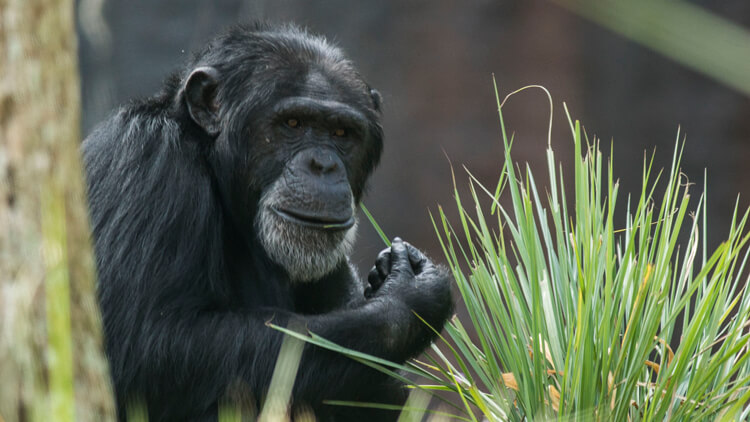 Chimpanzees at Busch Gardens Tampa Bay