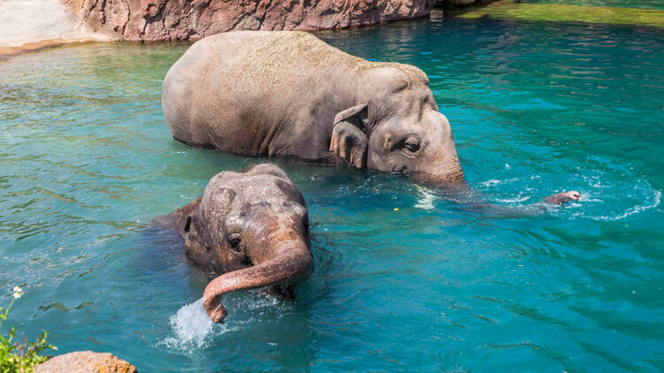 Asian Elephants at Busch Gardens Tampa Bay