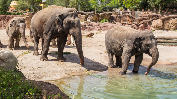 Asian Elephants at Busch Gardens Tampa Bay