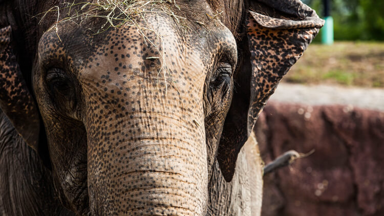 Asian Elephants at Busch Gardens Tampa Bay