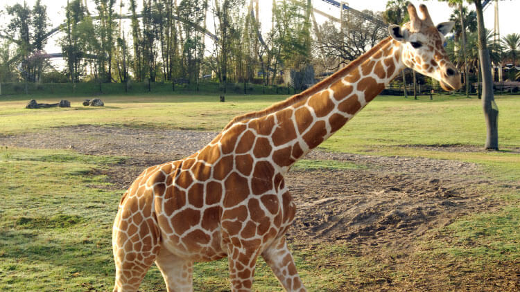 Reticulated Giraffes at Busch Gardens Tampa Bay