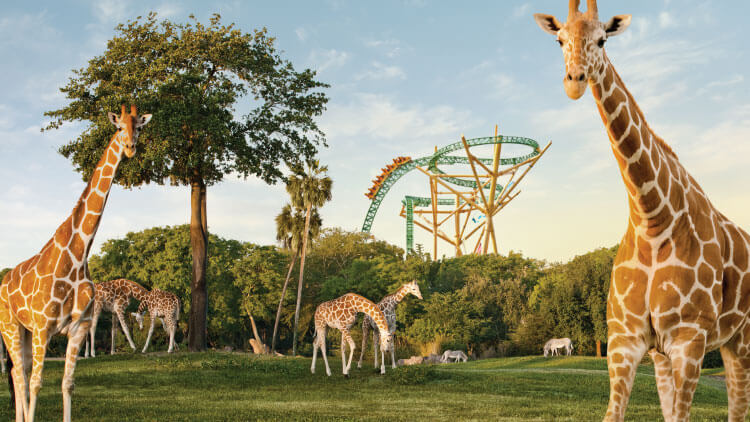Reticulated Giraffes at Busch Gardens Tampa Bay