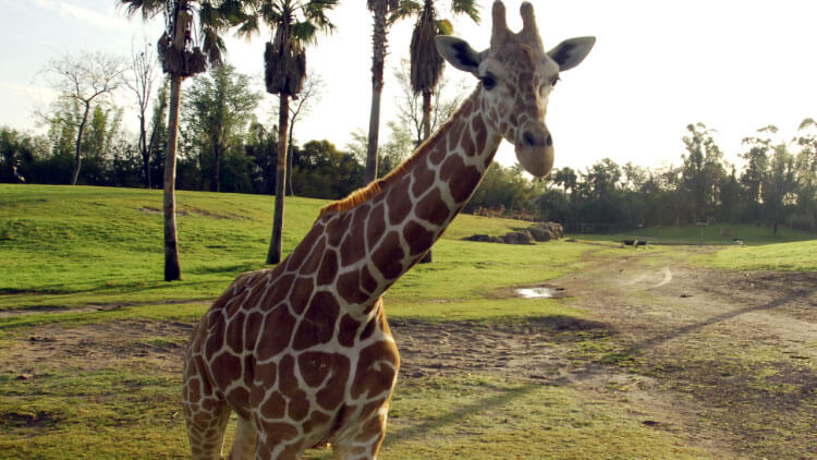 Reticulated Giraffes at Busch Gardens Tampa Bay