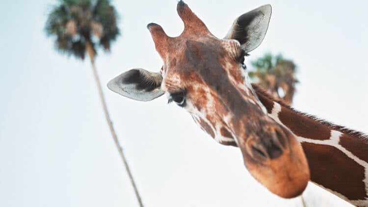 Reticulated Giraffes at Busch Gardens Tampa Bay