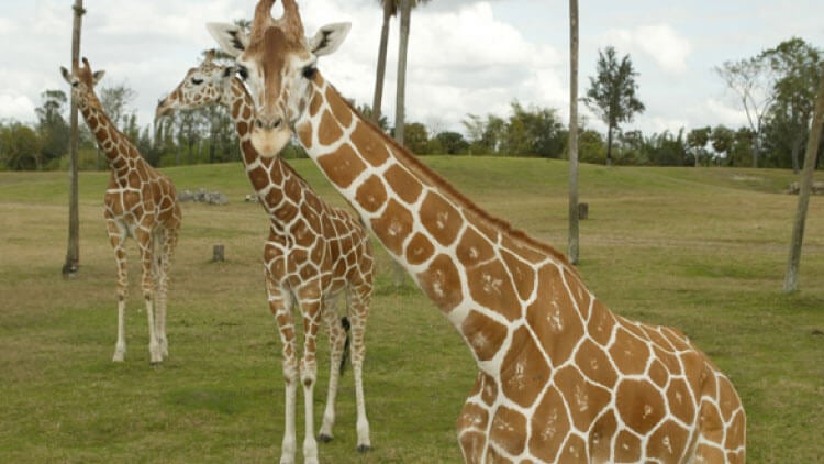 Reticulated Giraffes at Busch Gardens Tampa Bay