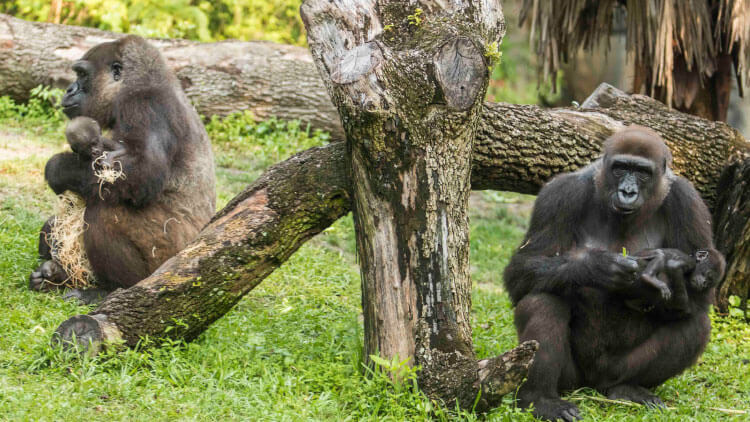 Gorillas at Busch Gardens Tampa Bay