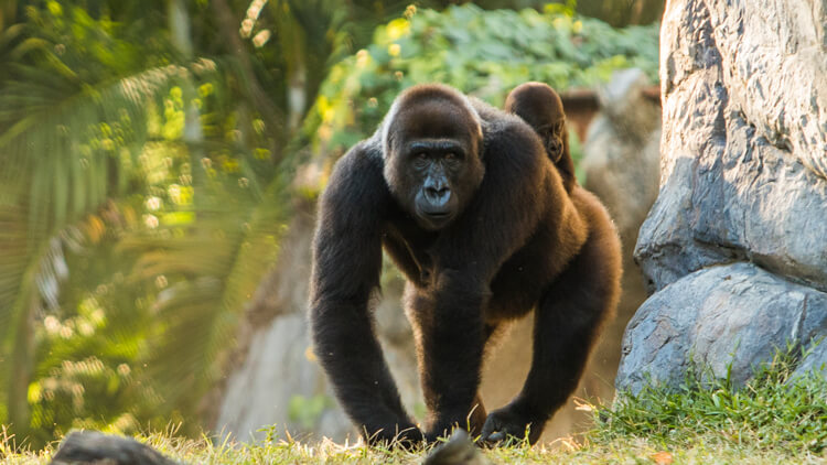 Gorillas at Busch Gardens Tampa Bay