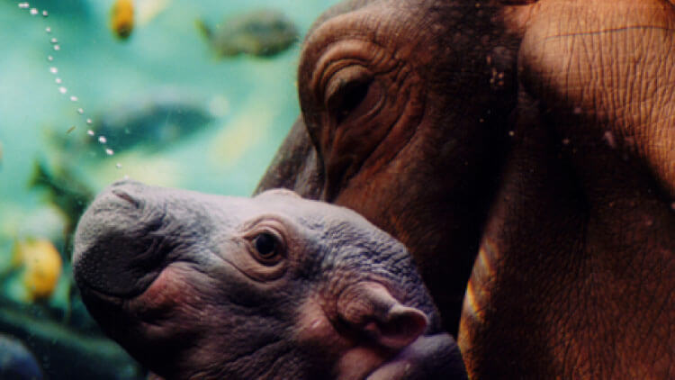 Hippos at Busch Gardens Tampa Bay