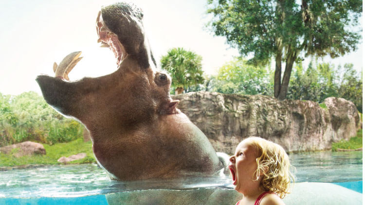 Hippos at Busch Gardens Tampa Bay