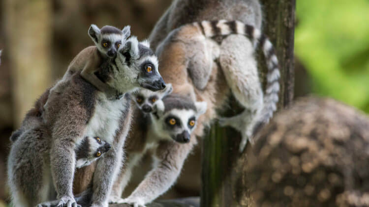 Ring-Tailed Lemurs at Busch Gardens Tampa Bay