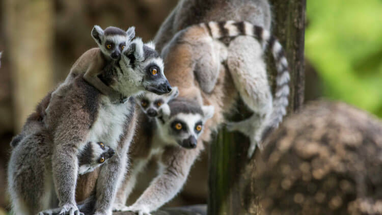 Busch Gardens Tampa Florida Animals