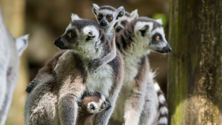 Ring-Tailed Lemurs at Busch Gardens Tampa Bay