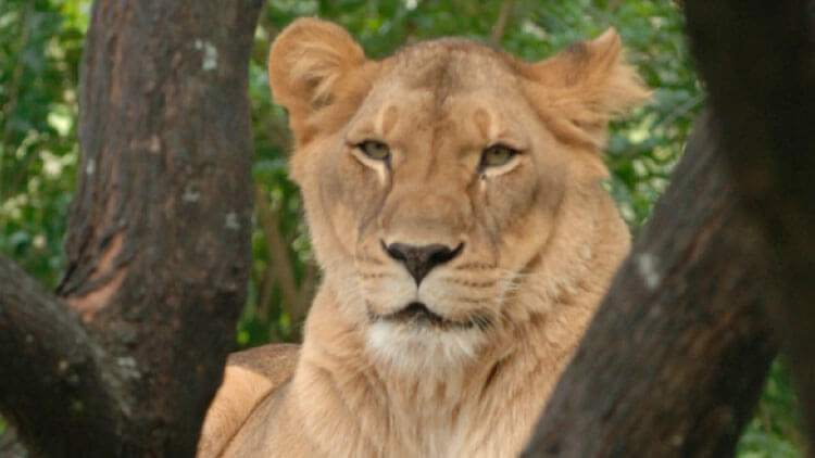 Lions at Busch Gardens Tampa Bay