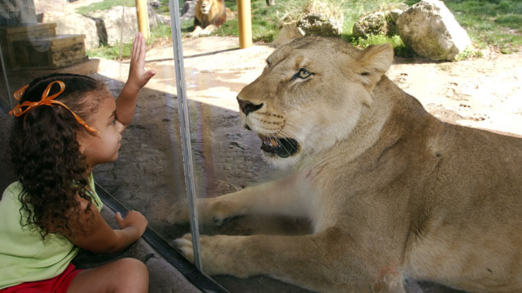Lions at Busch Gardens Tampa Bay