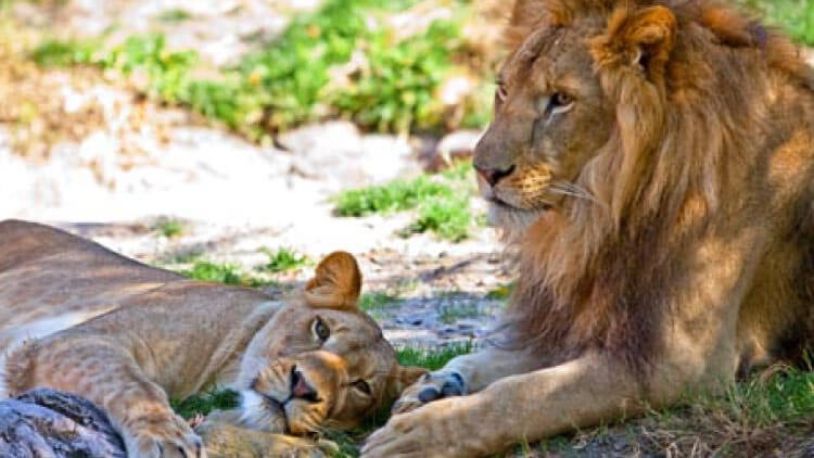 Lions at Busch Gardens Tampa Bay