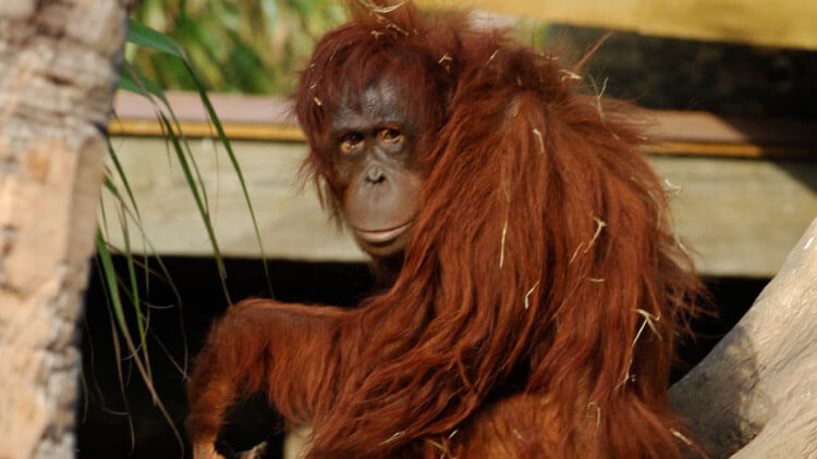 Bornean Orangutans at Busch Gardens Tampa Bay