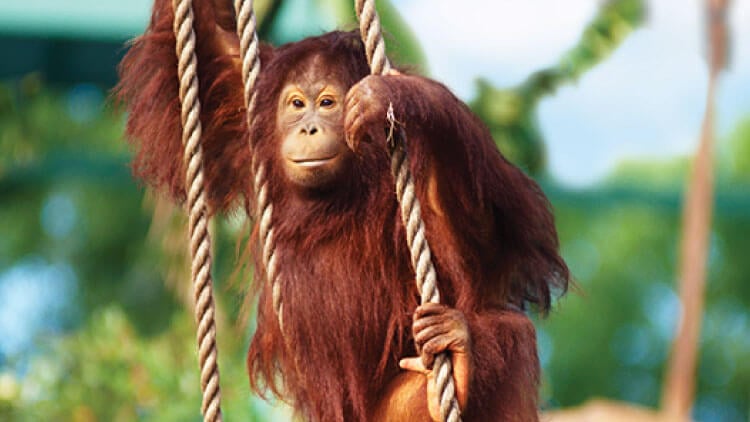 Bornean Orangutans at Busch Gardens Tampa Bay