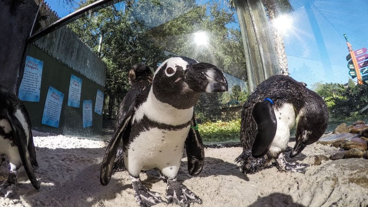 Penguins at Busch Gardens Tampa Bay