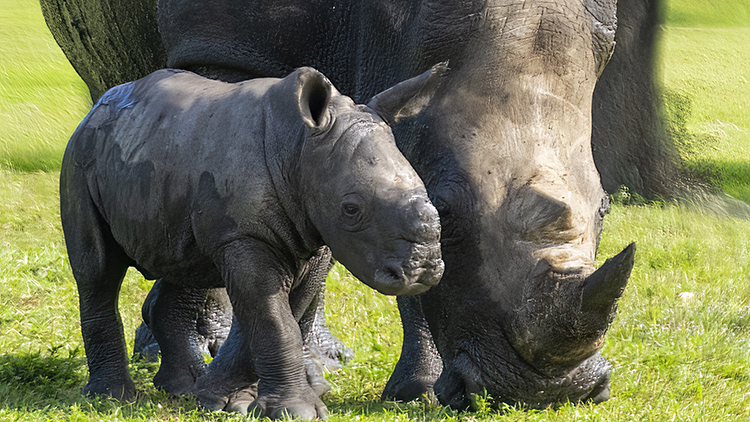 Rhinos at Busch Gardens Tampa