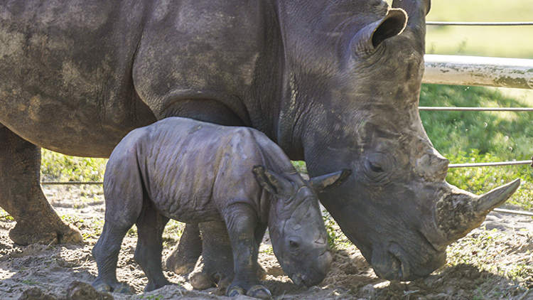 Rhinos at Busch Gardens Tampa
