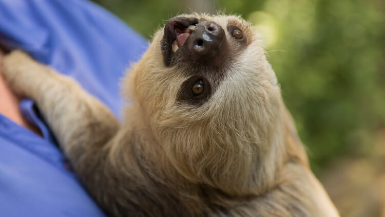 Sloths at Busch Gardens Tampa Bay