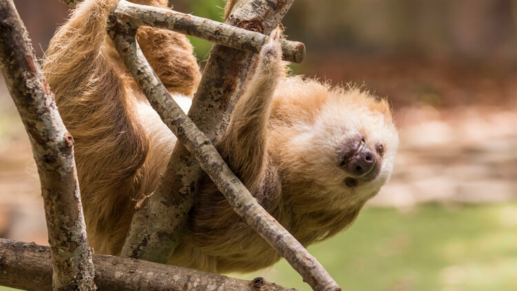 Sloths at Busch Gardens Tampa Bay