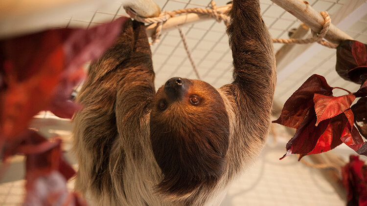 Get up-close to sloths on the Sloth Insider Tour at Busch Gardens Tampa Bay