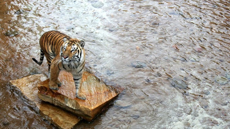Bengal Tigers at Busch Gardens Tampa Bay