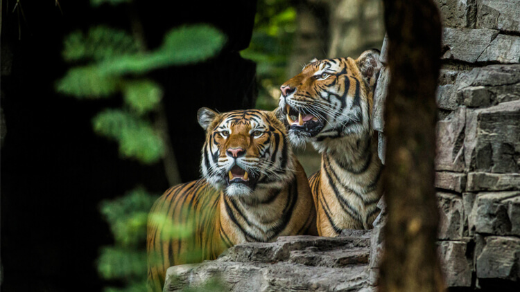 Bengal Tigers at Busch Gardens Tampa Bay