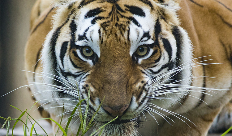 Tiger at Busch Gardens Tampa Bay