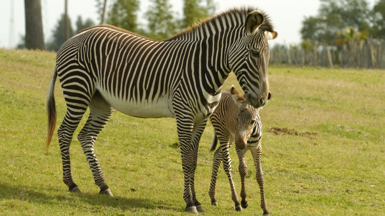 Grevy's Zebras at Busch Gardens Tampa Bay
